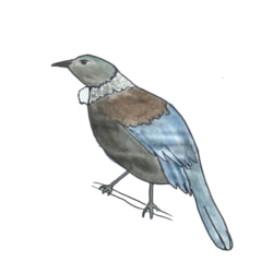 Team logo - Tūī